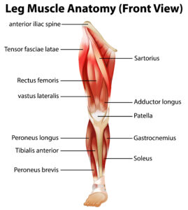 What is the Anterior Cruciate Ligament?